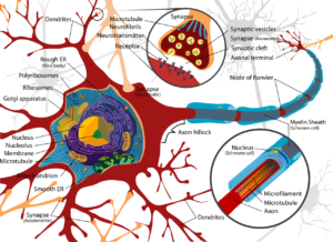 Hersencellen-figuur-1